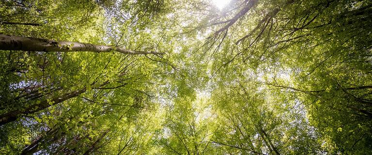 Trees in the Forest